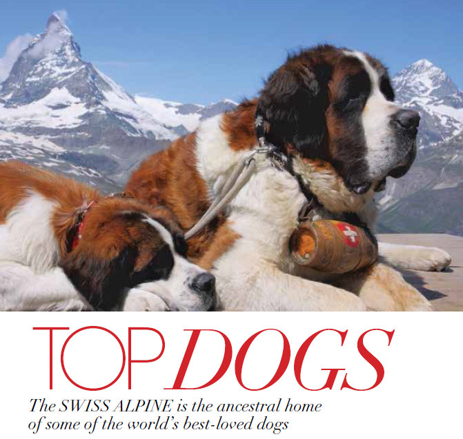 TOP DOGS: The Dogs of the Swiss Alpine